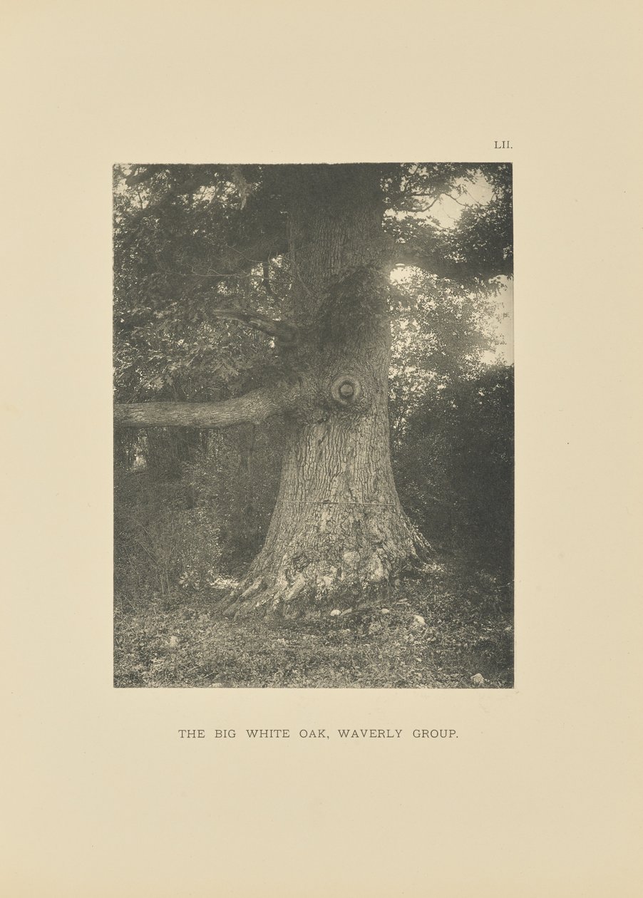 De grote witte eik, Waverly Groep door Henry Brooks