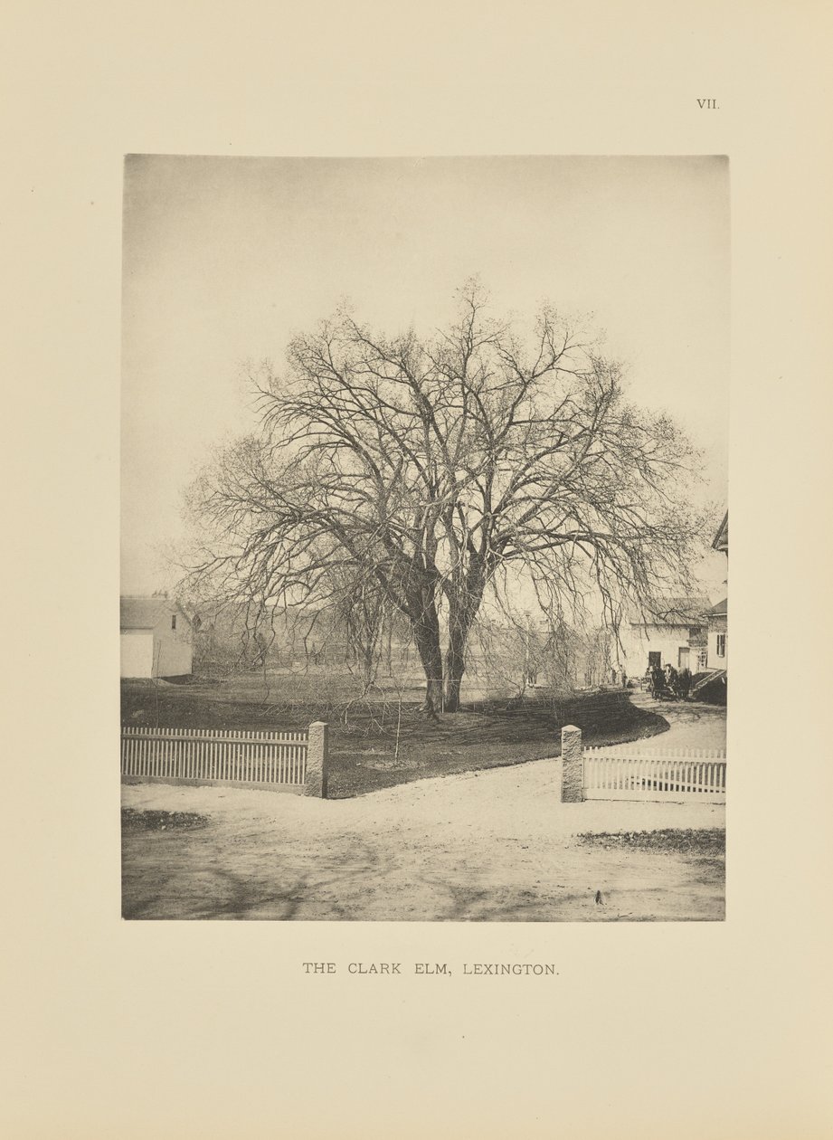 De Clark Elm, Lexington door Henry Brooks