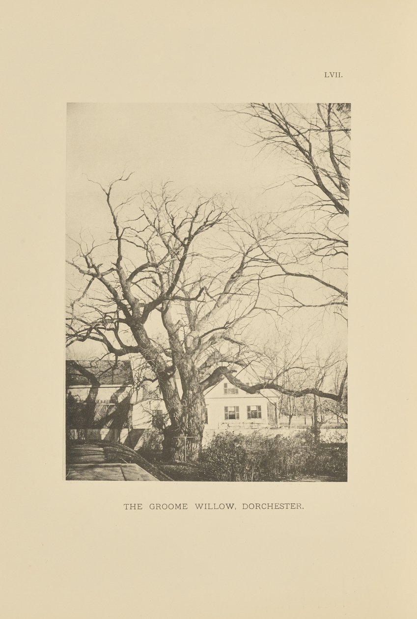 De Groome Wilg, Dorchester door Henry Brooks
