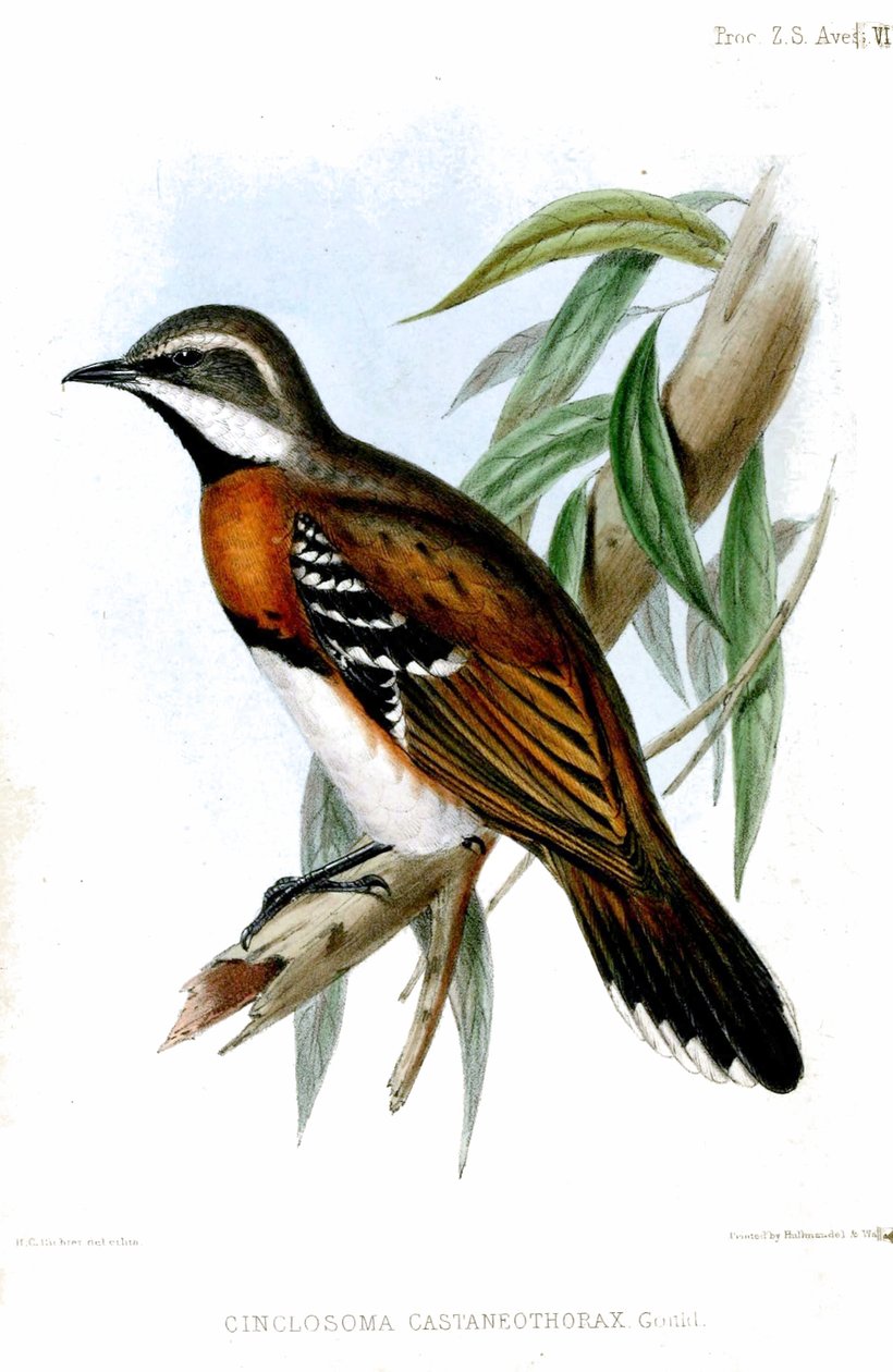 CinclosomaCastaneothoraxRichter door Henry Constantine Richter