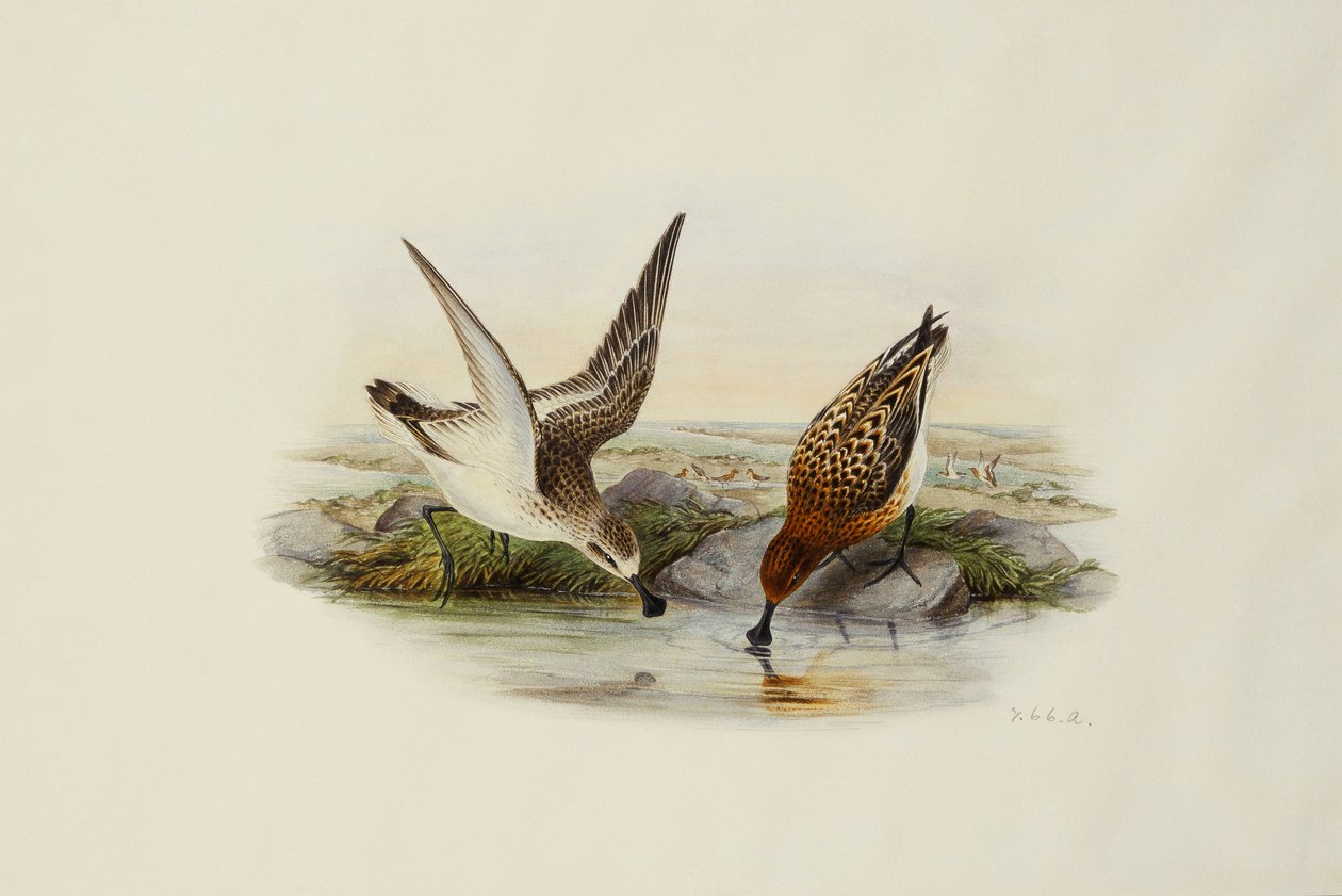 Lepelaar door Henry Constantine Richter