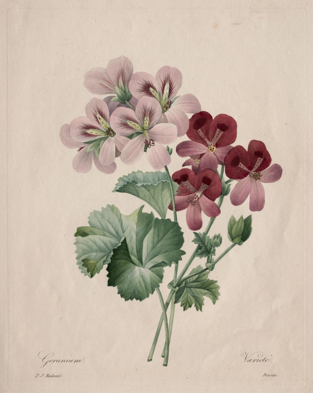 Geranium door Henry Joseph Redouté
