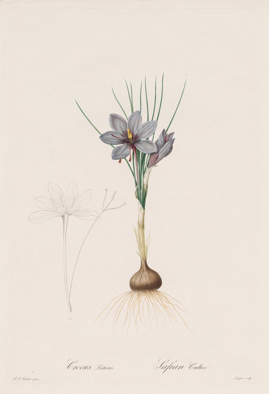 Les Liliacées: Crocus Sativus door Henry Joseph Redouté