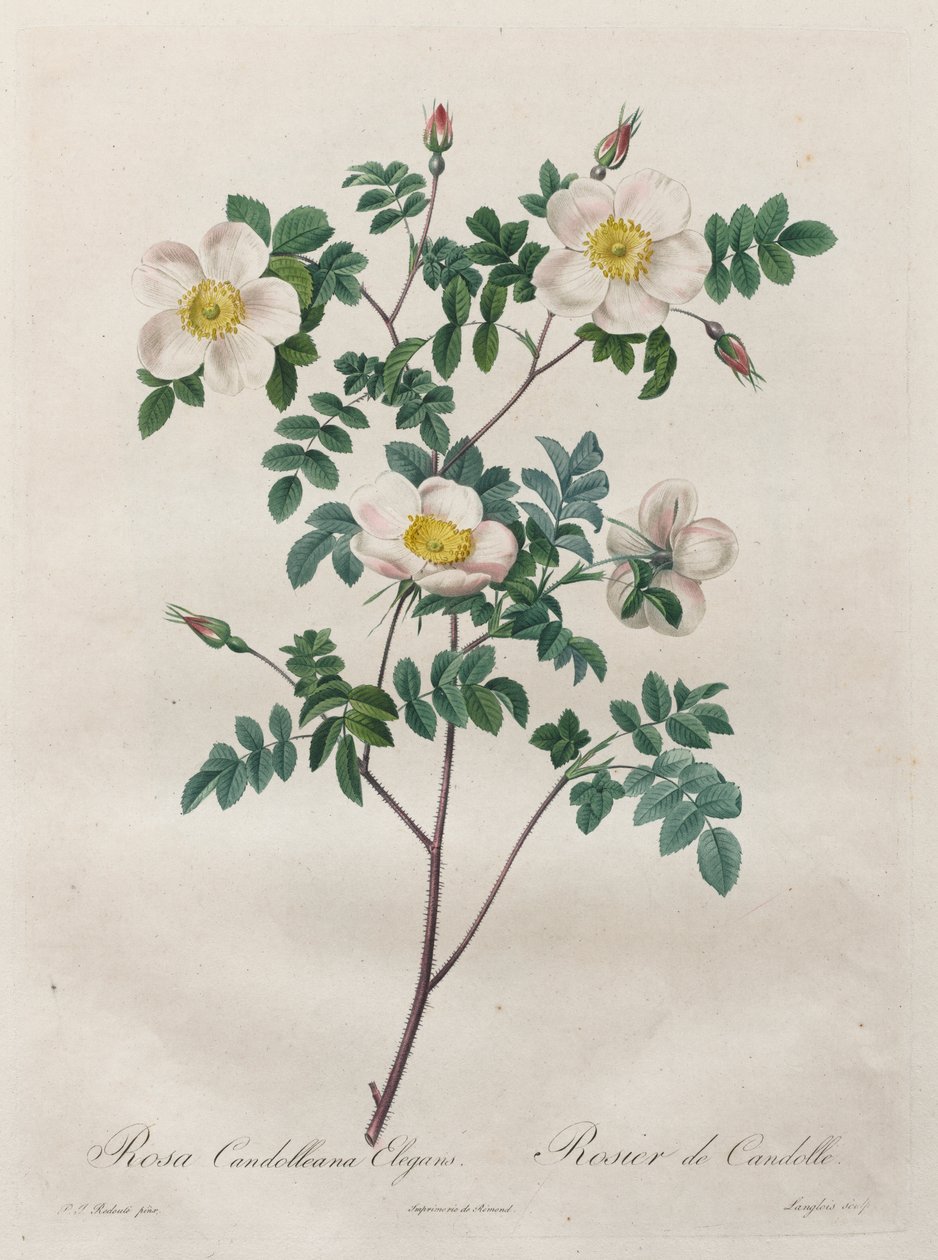 Les Roses: Rosa Candolleana Elegans door Henry Joseph Redouté