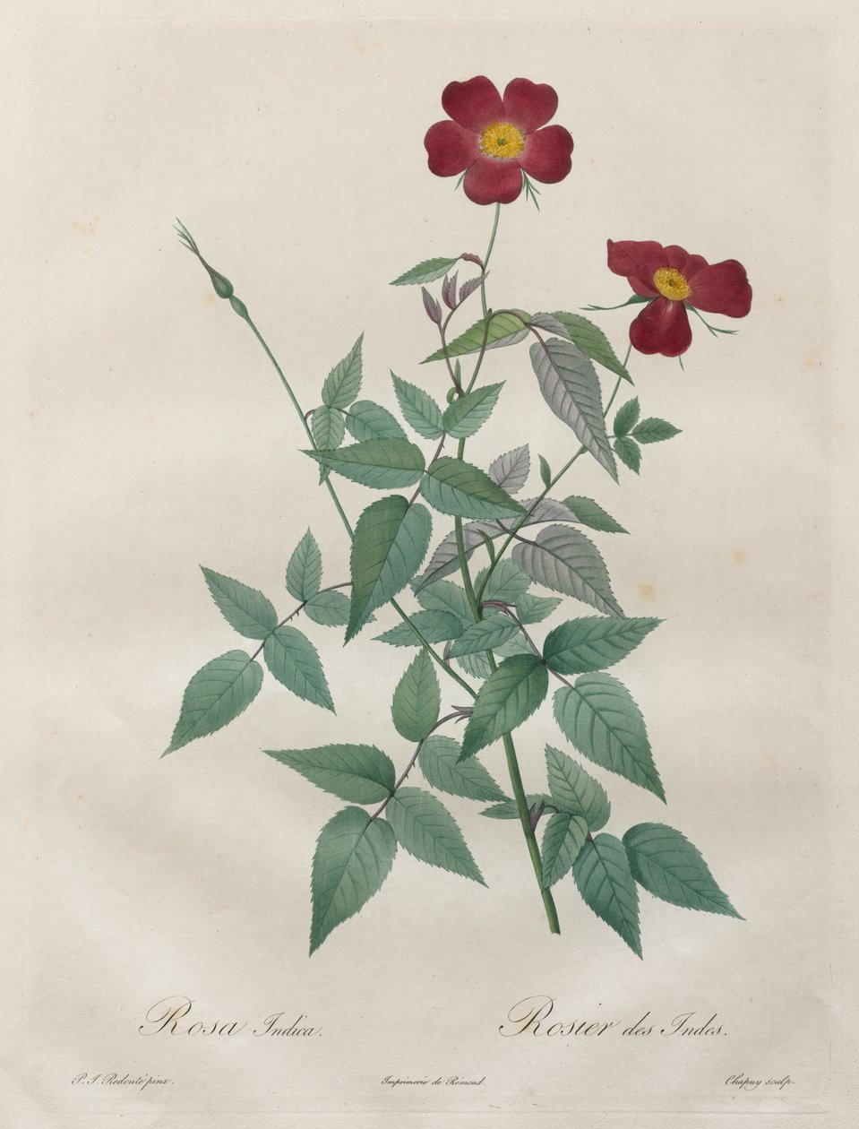 De rozen: Rosa indica door Henry Joseph Redouté