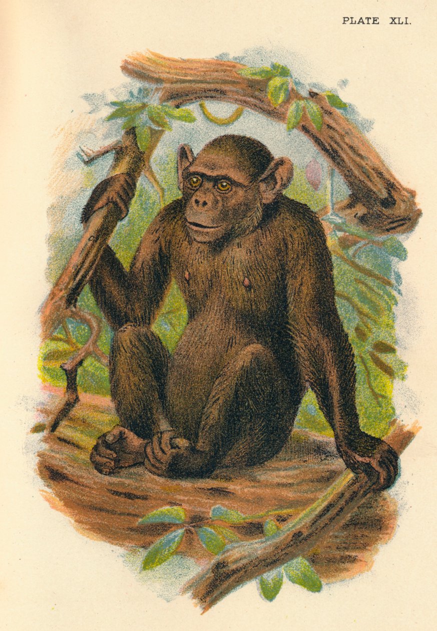 De Kale Chimpansee, 1897 door Henry Ogg Forbes