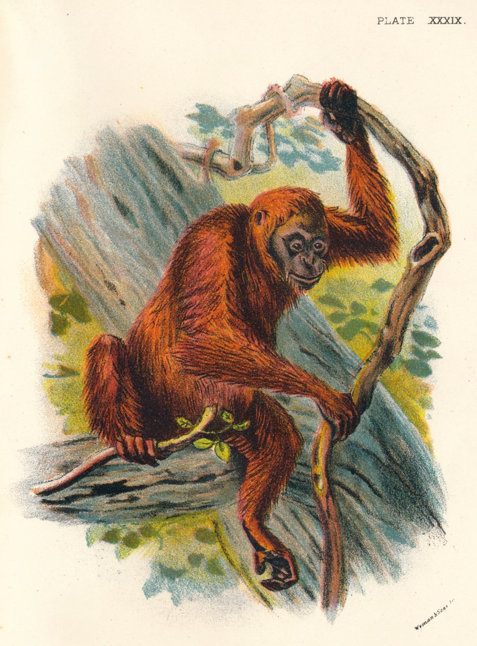 De Orang-Oetan door Henry Ogg Forbes