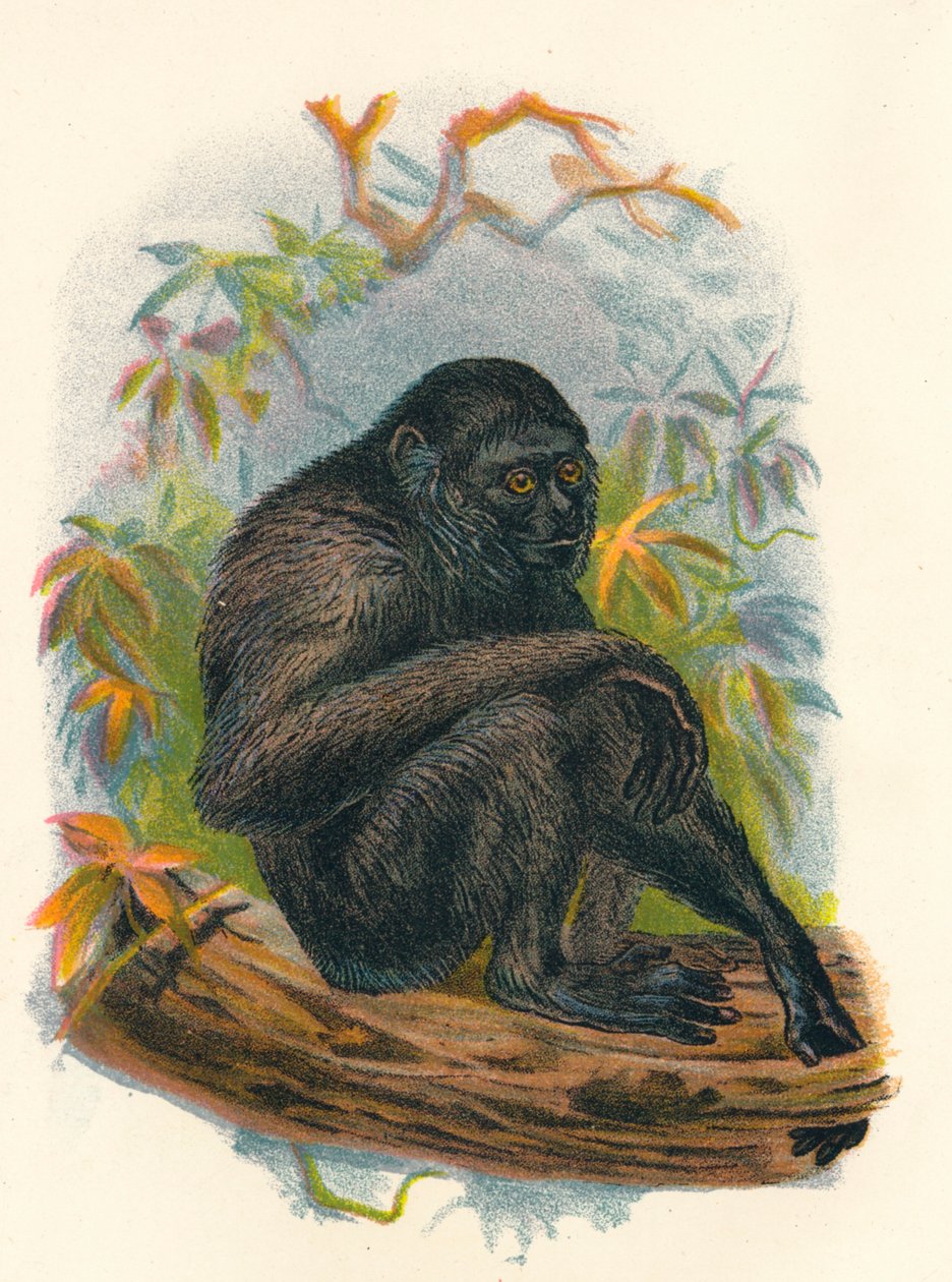 De Siamang Gibbon, 1897 door Henry Ogg Forbes