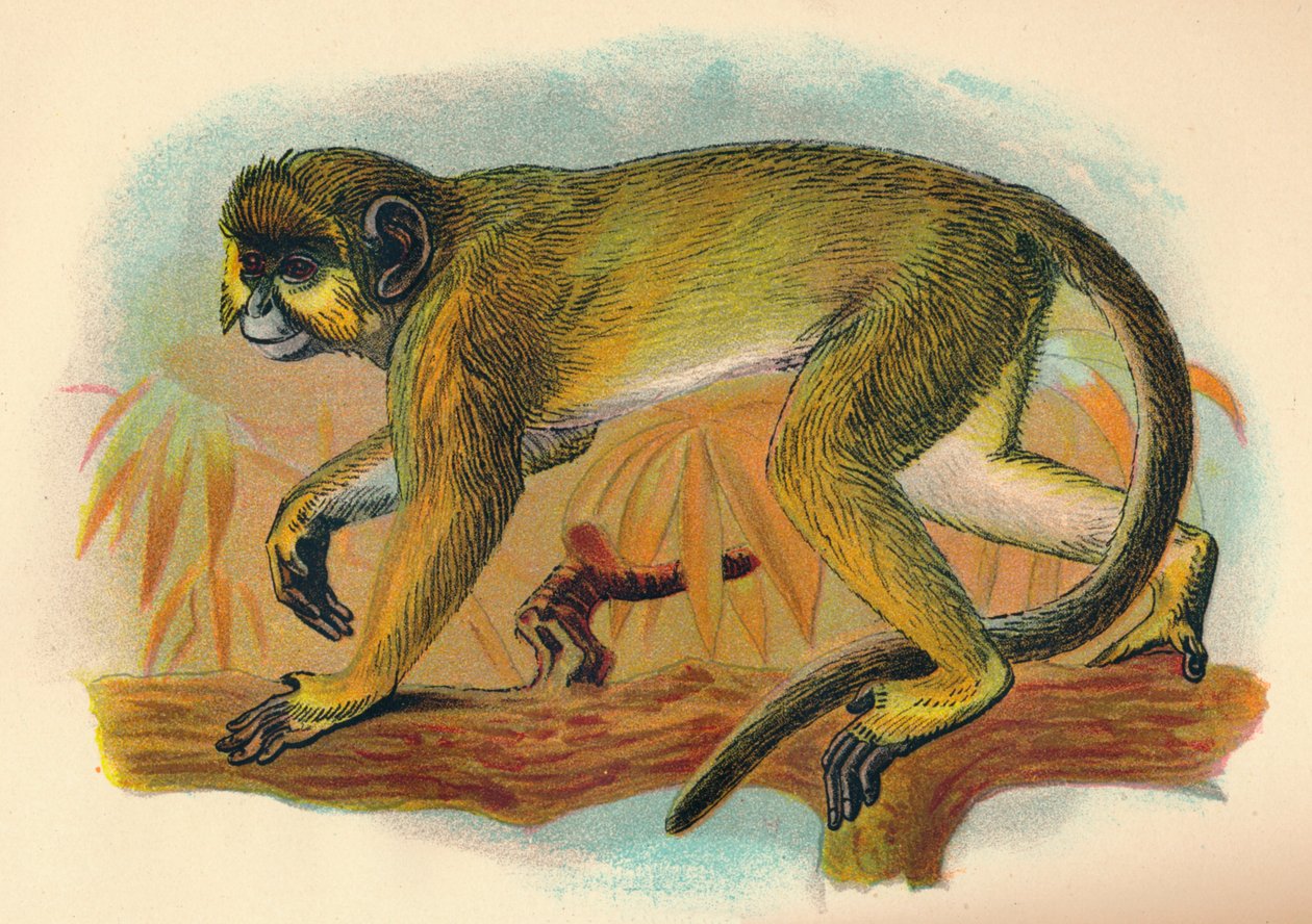 De Talapoin, 1897 door Henry Ogg Forbes