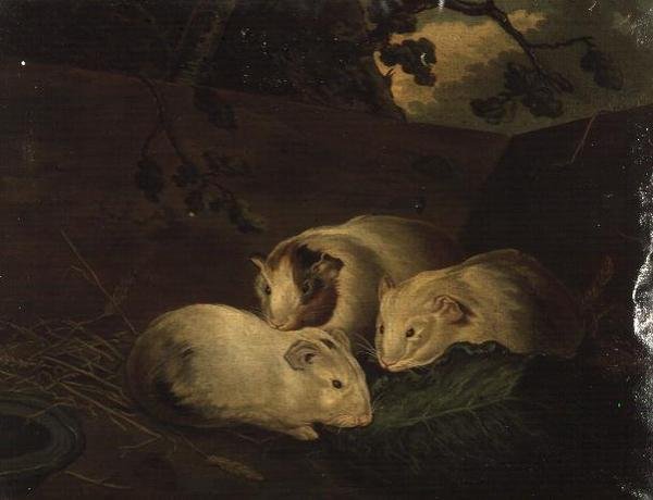Primitieve Studie van Cavia