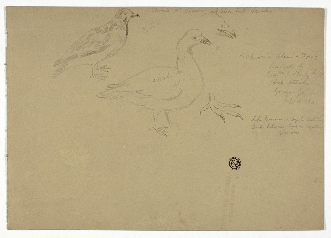 Schetsen van Vogels door Henry Stacy Marks