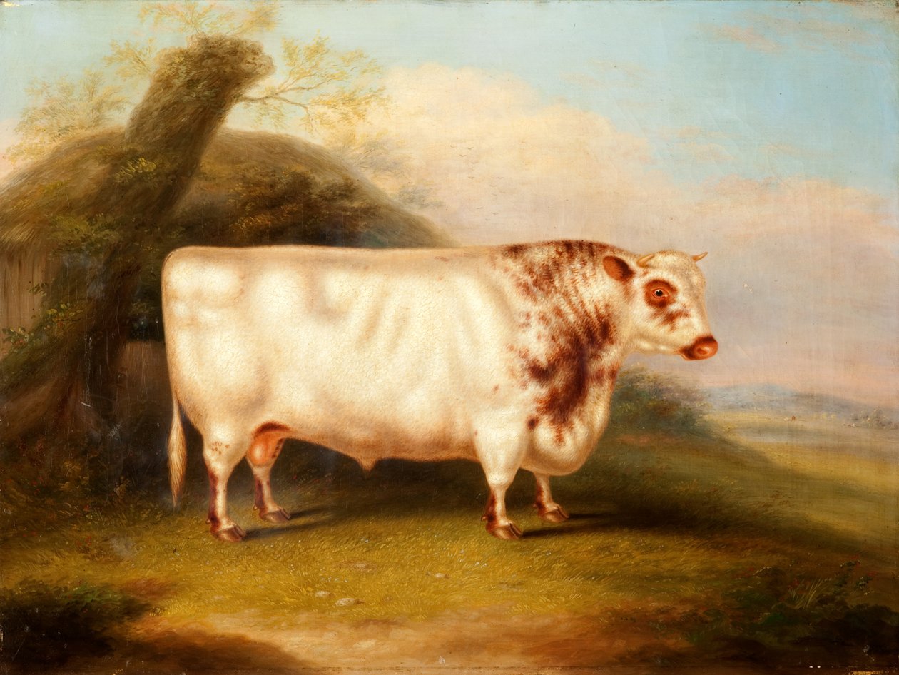 Harlsonia (Shorthorn Bull), c.1855 door Henry Stafford