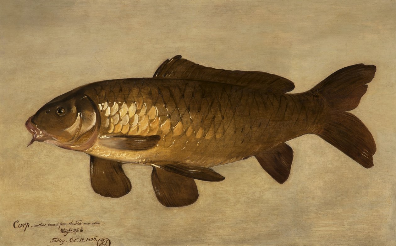Karper, 1806 door Henry Thomson