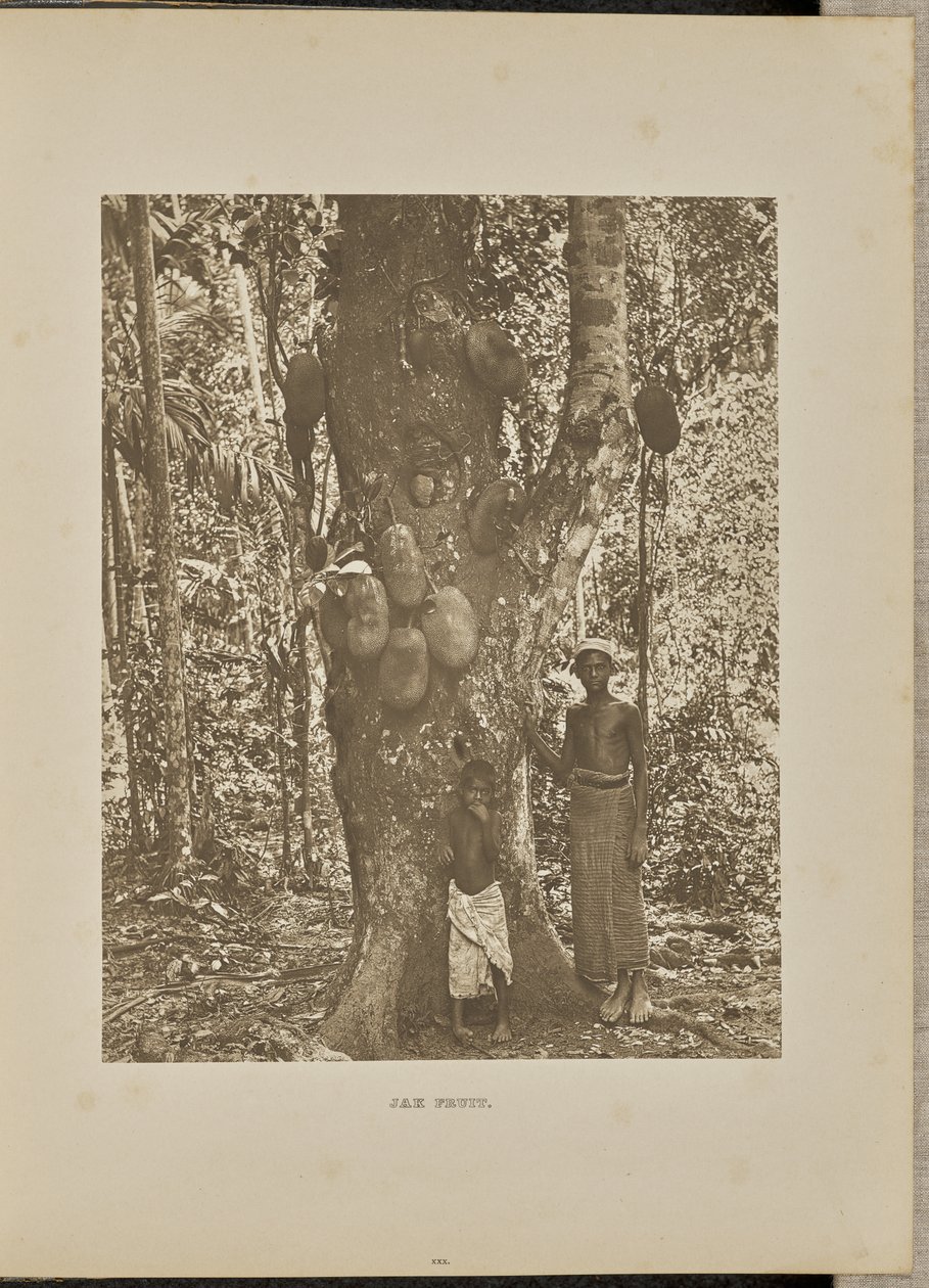 Jak Fruit door Henry W. Cave