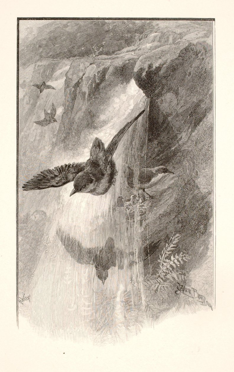 De vogel die leeft in watervallen door Henry Wolf