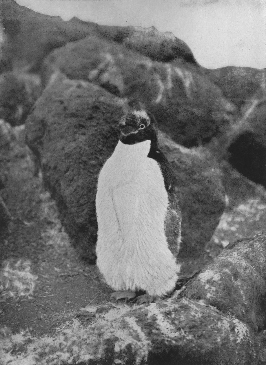 Een Ruiende Pinguïn, ca. 1911 door Herbert Ponting