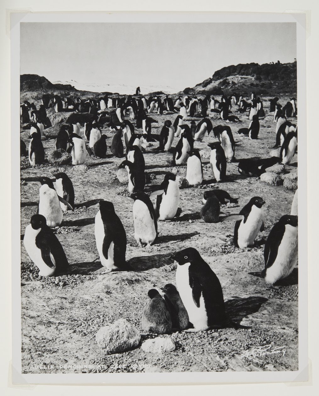 Adelie-pinguïns bij Kaap Royds door Herbert Ponting