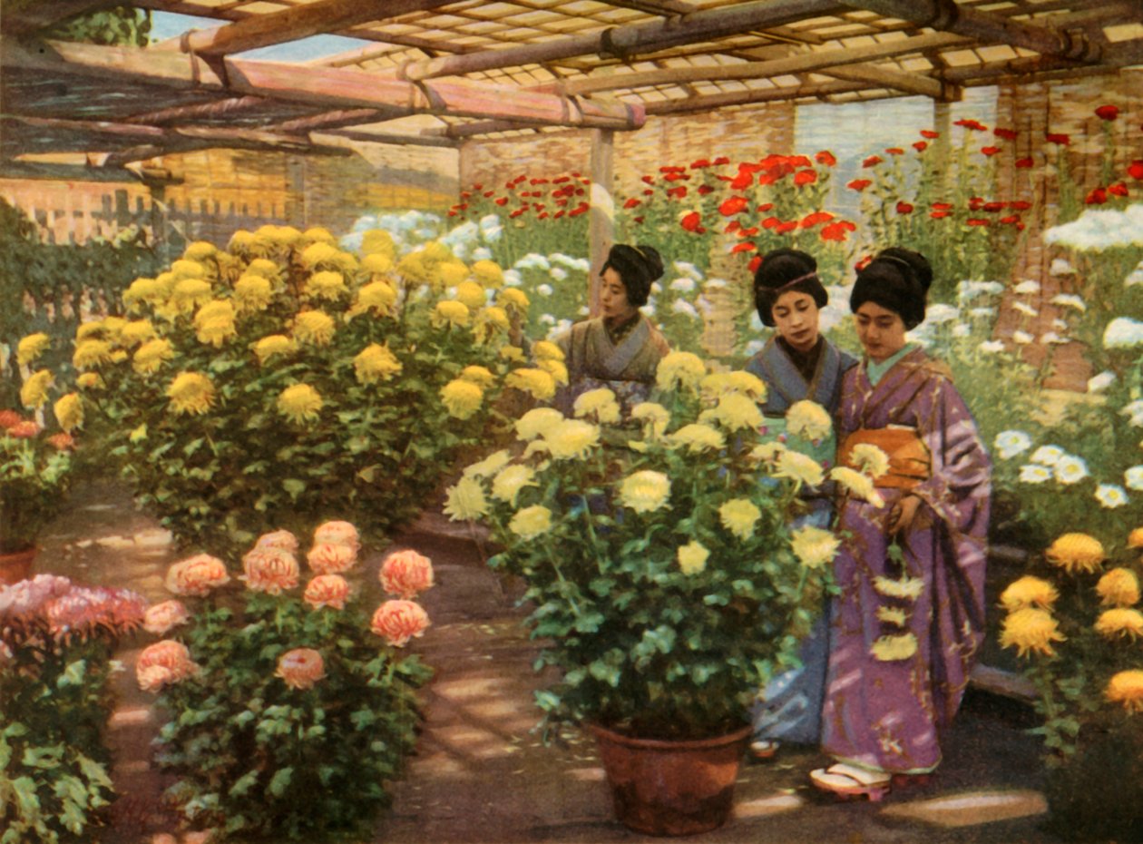 Op de Chrysanten Show, 1910 door Herbert Ponting