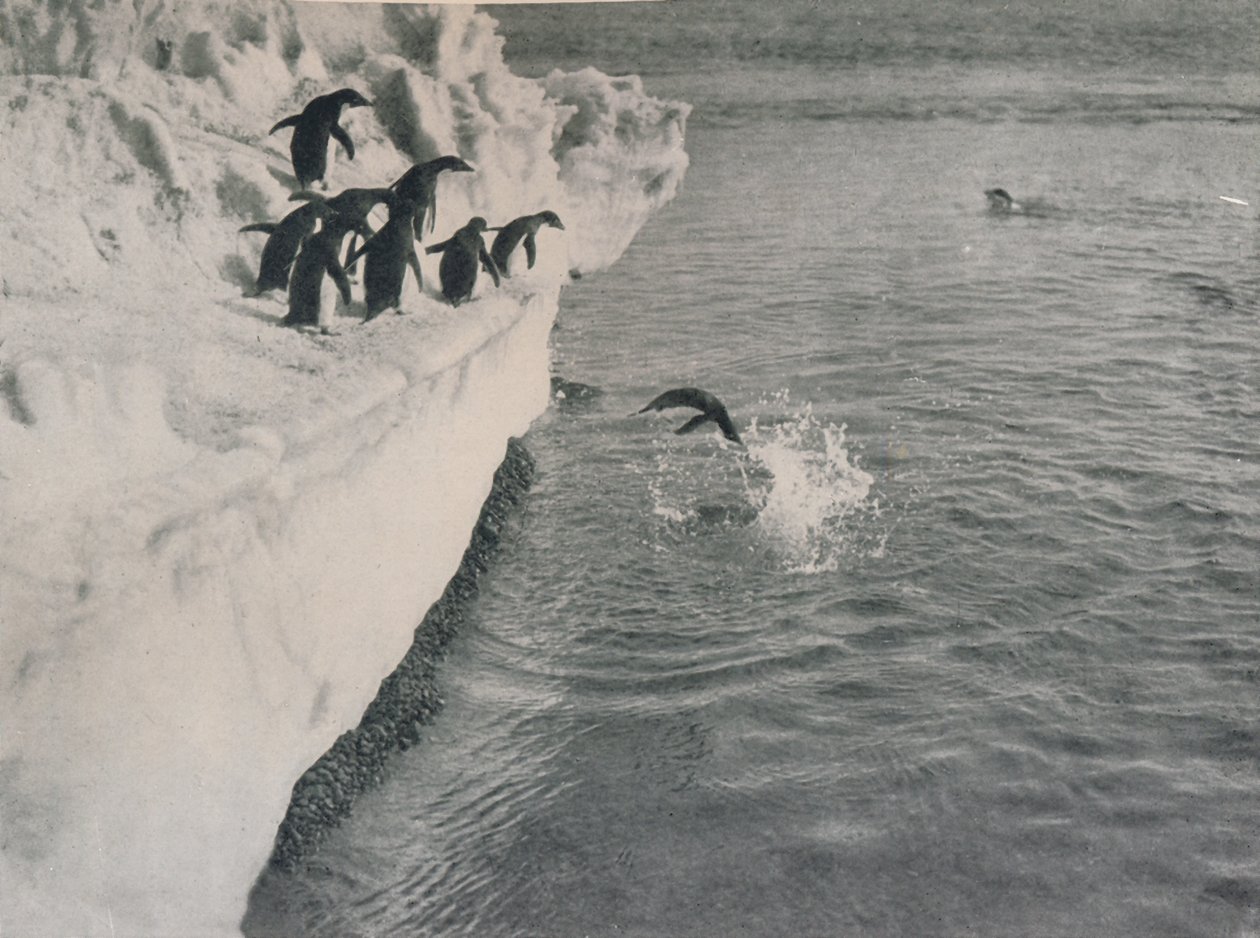 Pinguïns duiken, ca. 1911, 1913 door Herbert Ponting