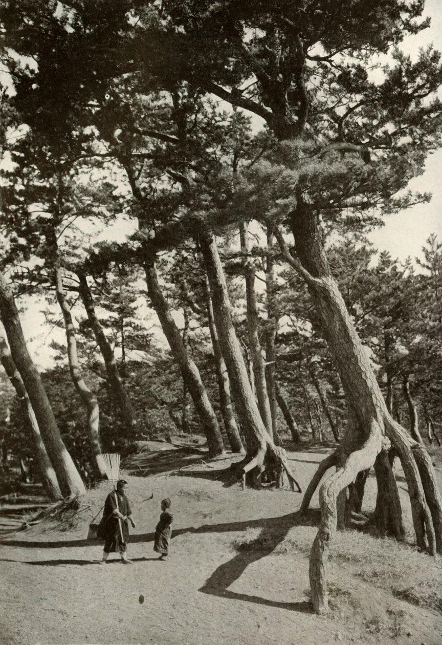 De pijnbomen van Shizu-Ura, 1910 door Herbert Ponting