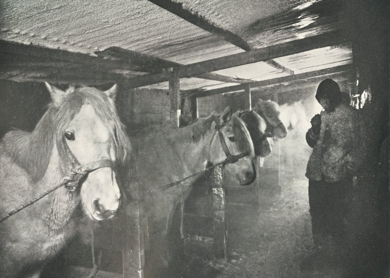 De stallen in de winter, ca. 1910-1911, 1913 door Herbert Ponting