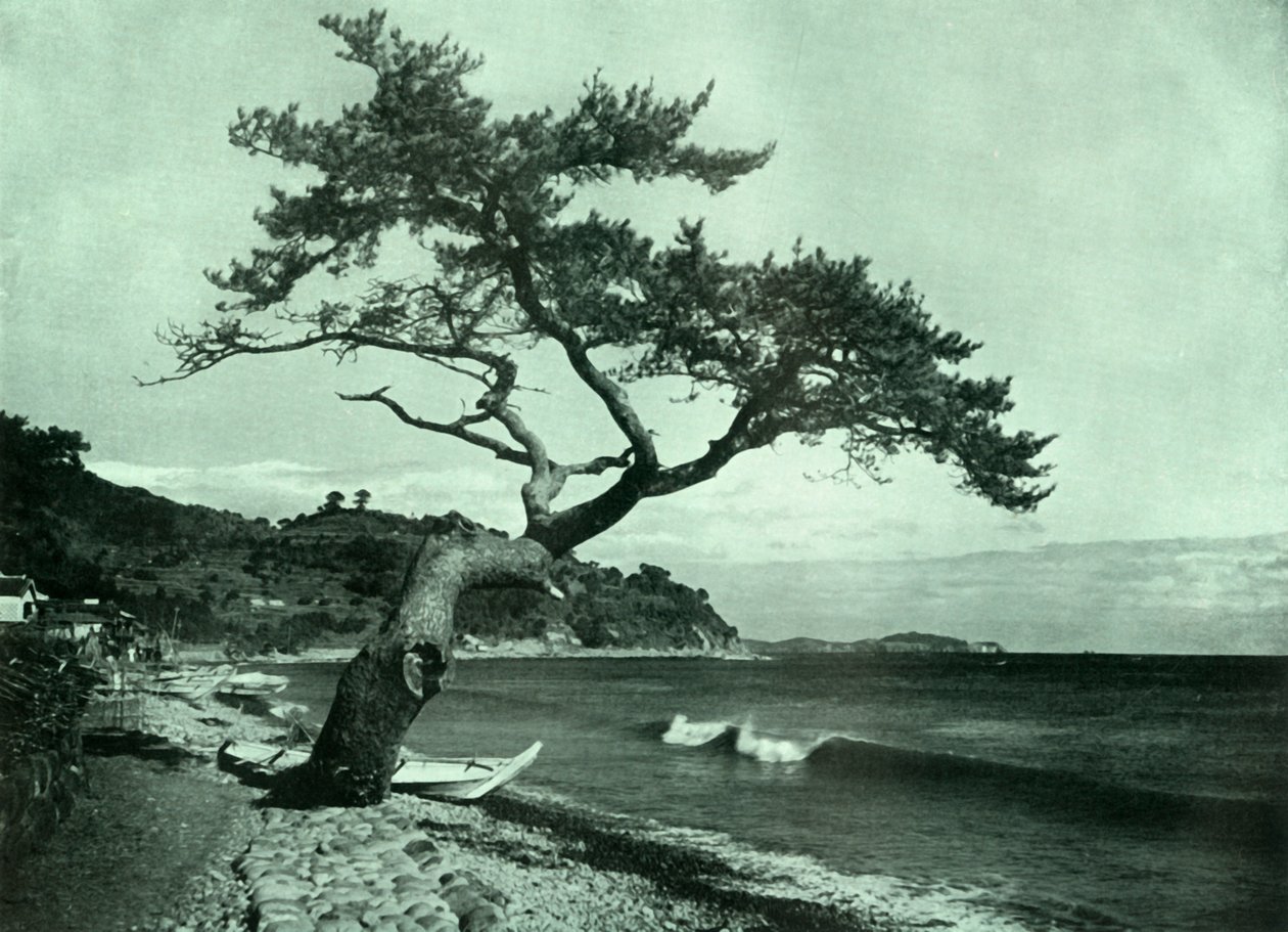 De Boom en de Golf, 1910 door Herbert Ponting
