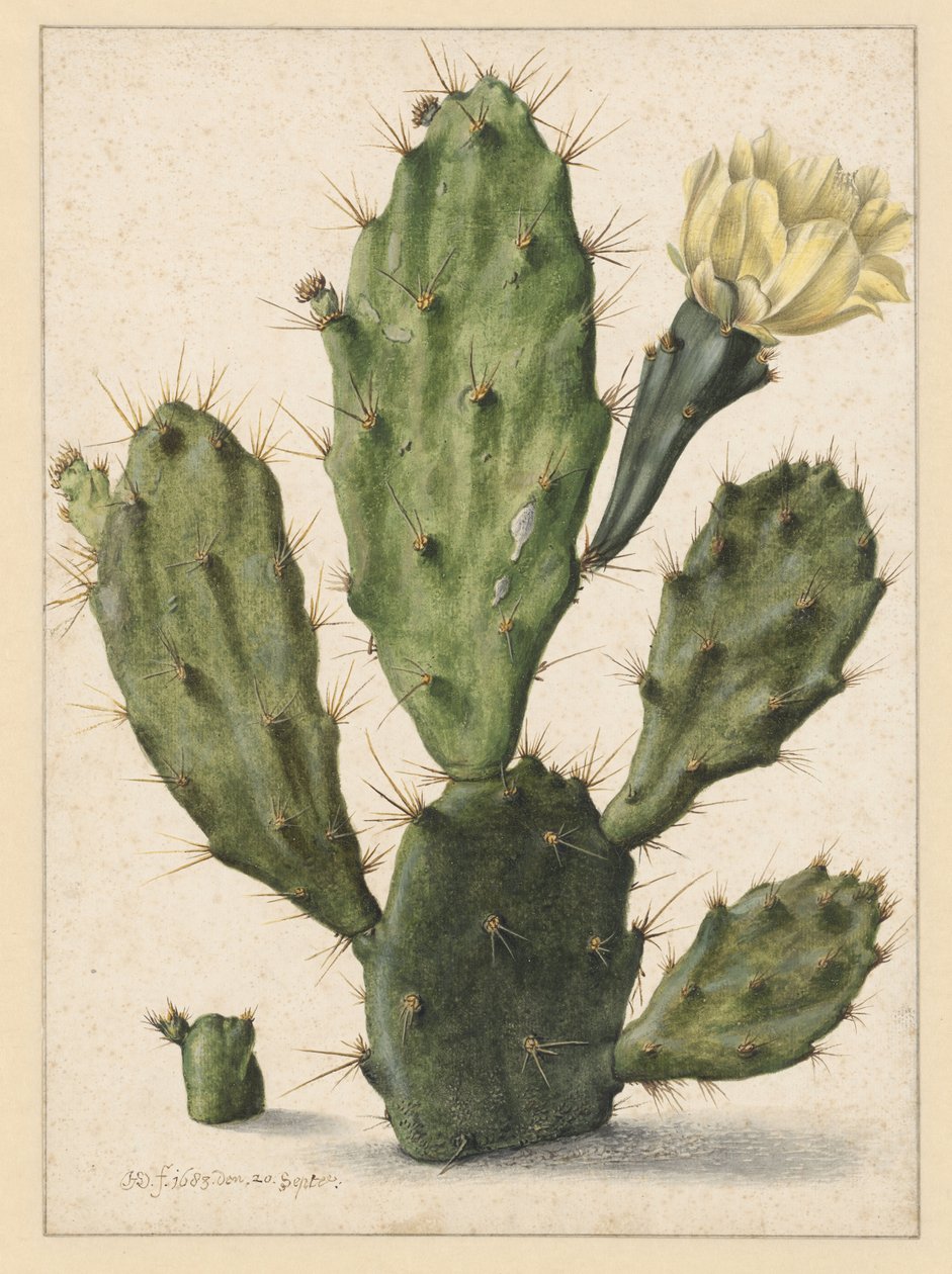 Bloeiende cactuspeer door Herman Saftleven