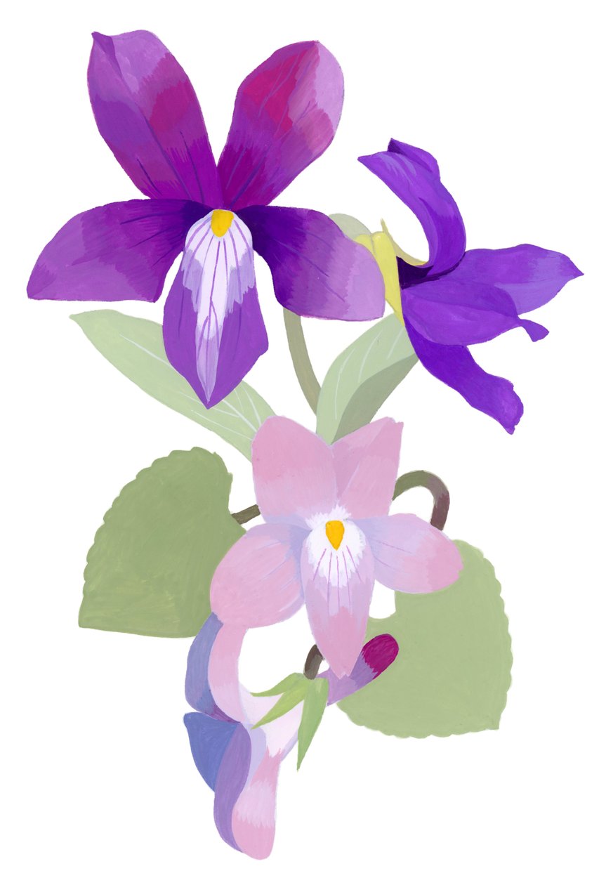 Viola mandshurica door Hiroyuki Izutsu