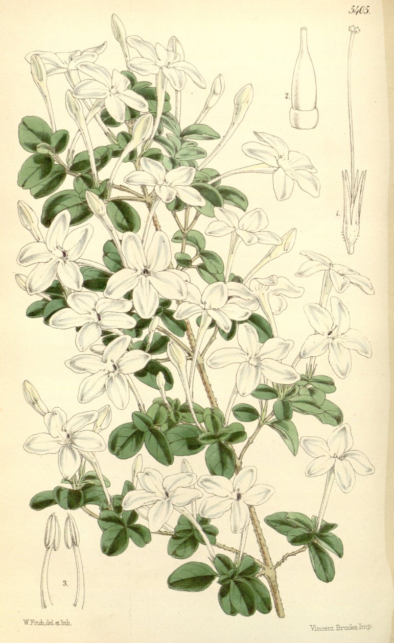 Pseuderanthemum tuberculatum door Hooker f.