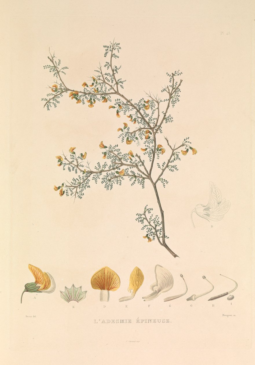 De Adesmie Épineuse door Hyacinthe Yves Philippe (1781 1846) Potentien