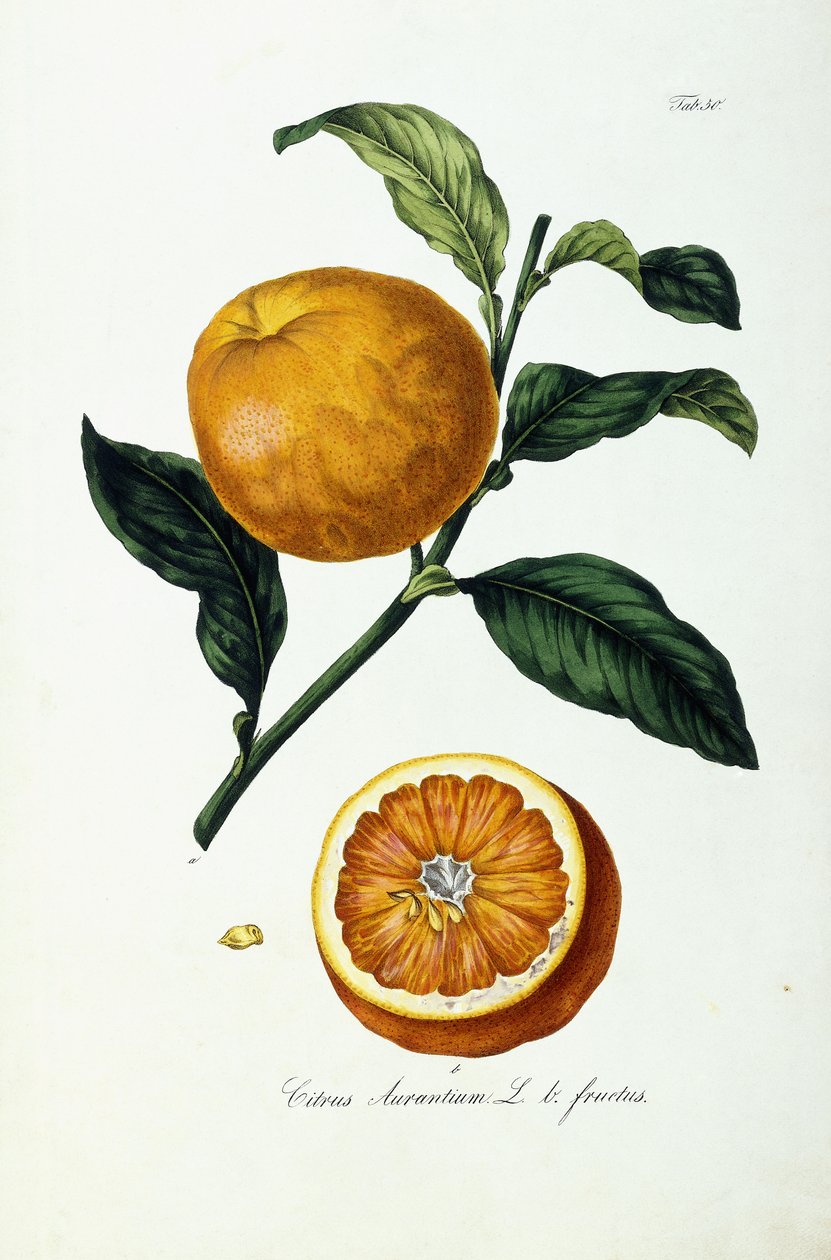 Sinaasappel, Citrus Aurantium, Vrucht door Ignaz (after) Strenzl