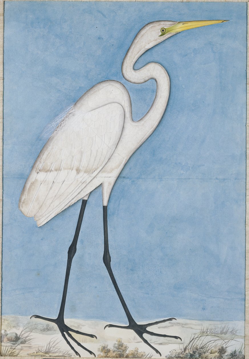 Een grote zilverreiger, Lucknow (ca. 1790) door Indian School