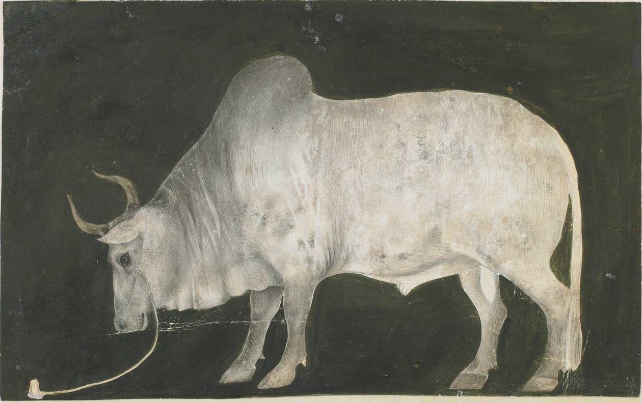 Indiase stier door Indian School