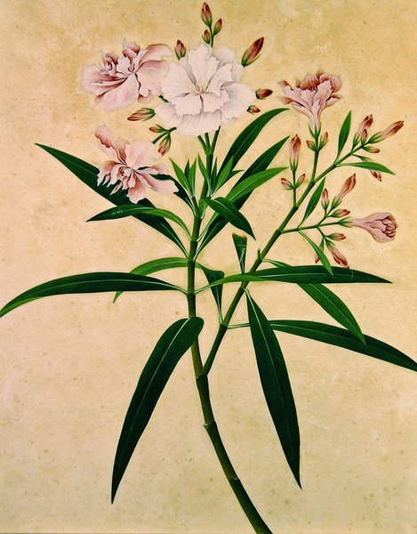 Oleander, c.1840 door Indian School