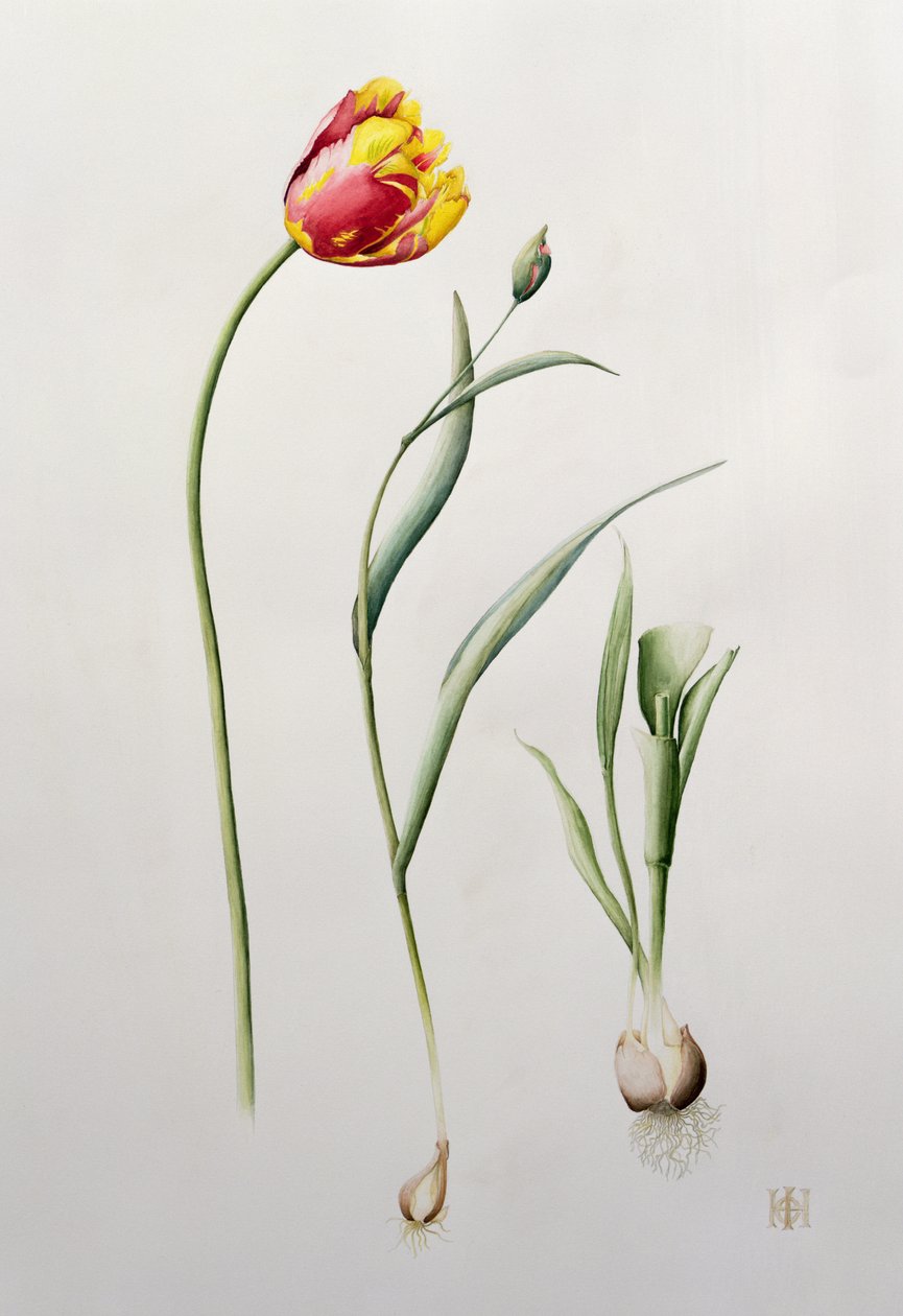 Papegaaitulp, 1995 door Iona Hordern