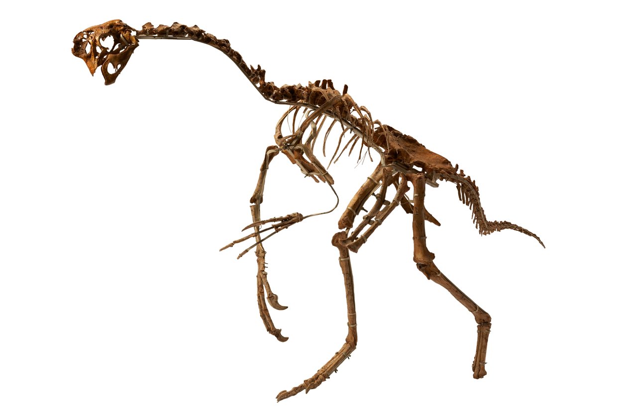 Een bijna complete Oviraptor uit Mongolië. door Ira Block