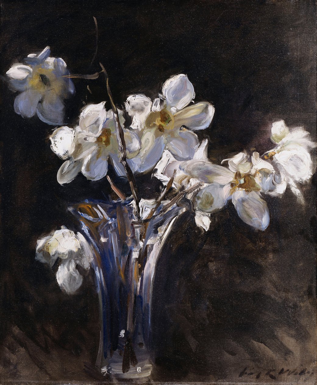Magnolia