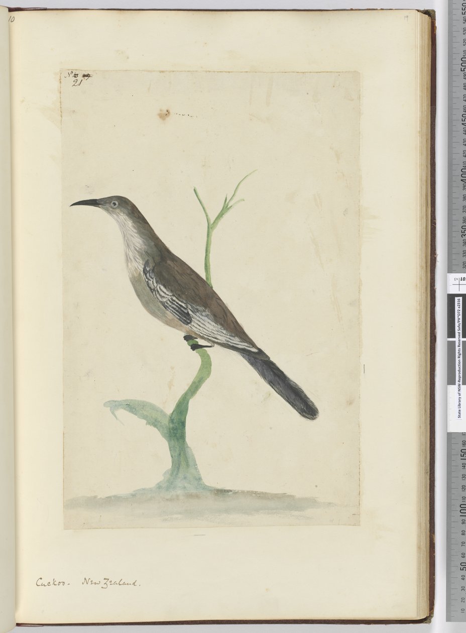 Koekoek. Nieuw-Zeeland, 1772-75 door Isaac Smith