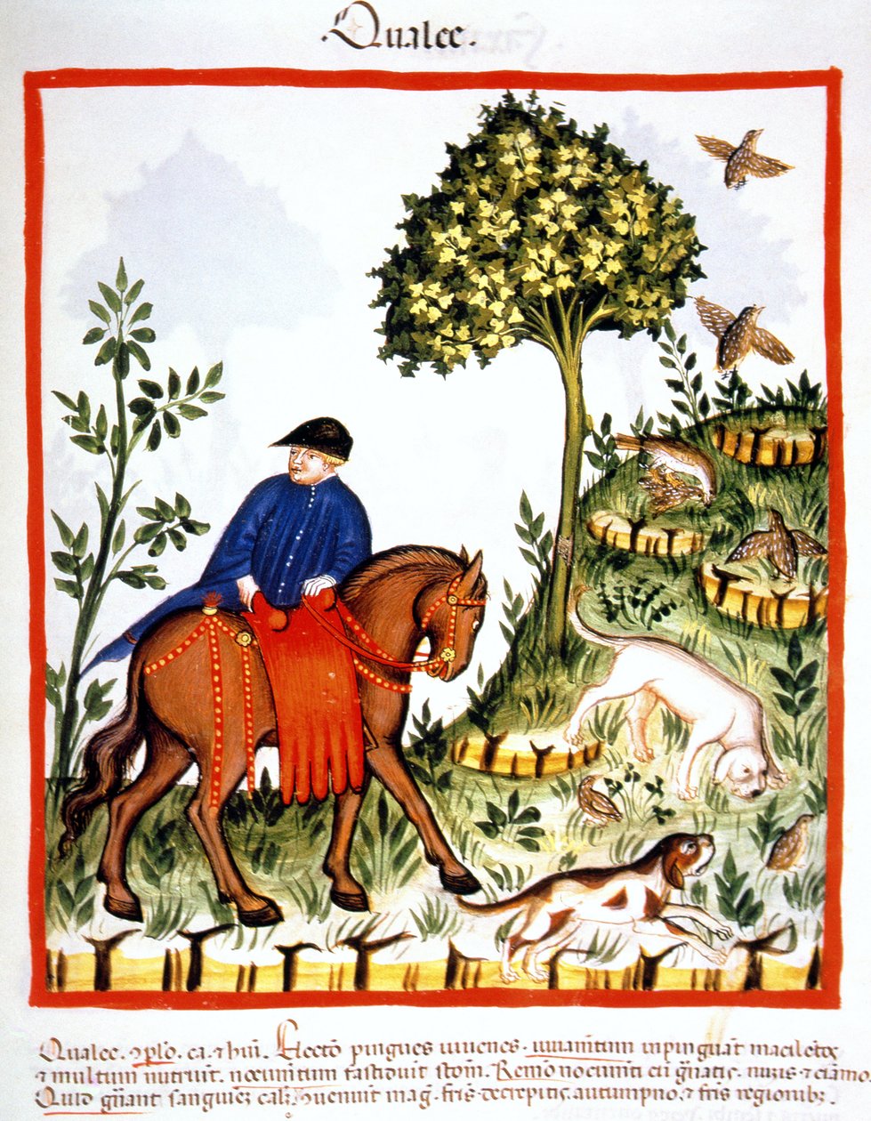 Kwartels, illustratie uit Tacuinum Sanitatis Codex Vindobonensis door Italian School