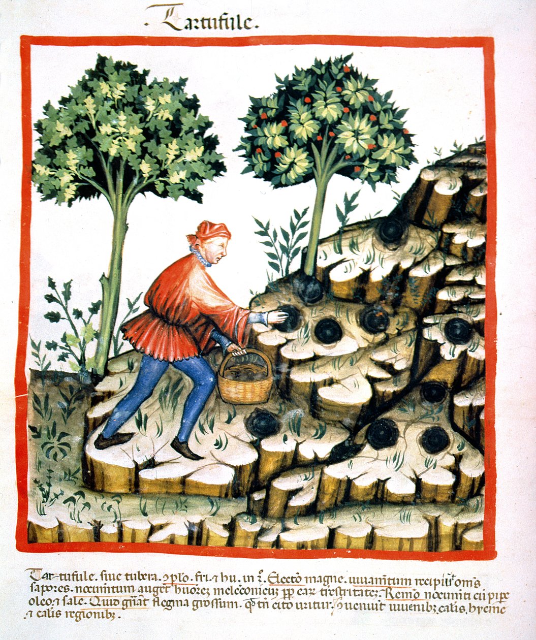 Nova 2644 f.28v Truffels verzamelen, uit Tacuinum Sanitatis Codex Vindobonensis door Italian School