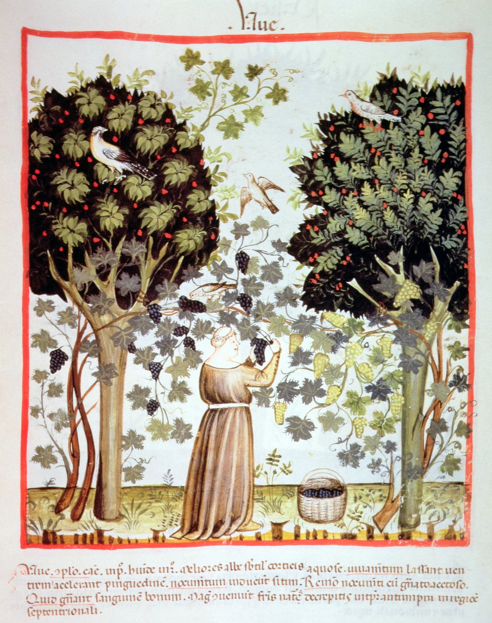 Druiven oogsten, Tacuinum Sanitatis door Italian School
