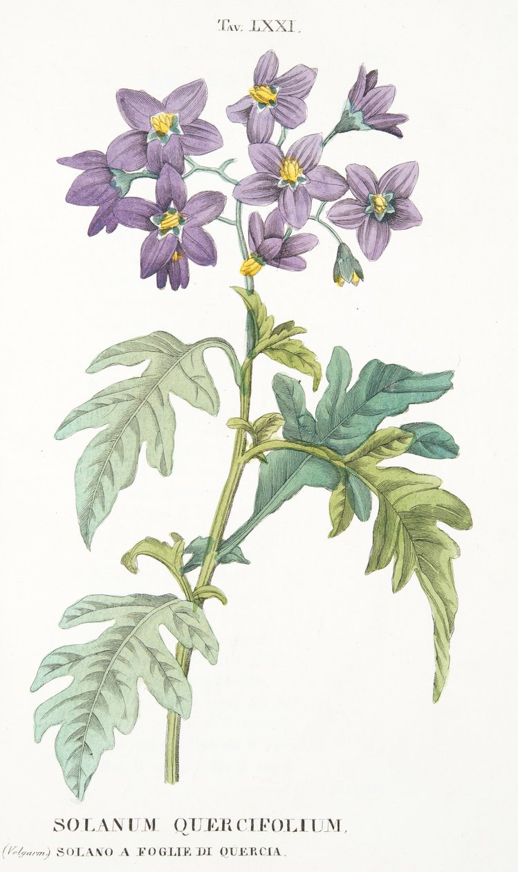 Solanum Quercifolium, Plaat LXXI, uit LAntotrofia Ossia La Coltivazione DeFiori door Antonio Piccioli, uitgegeven 1834 door Italian School
