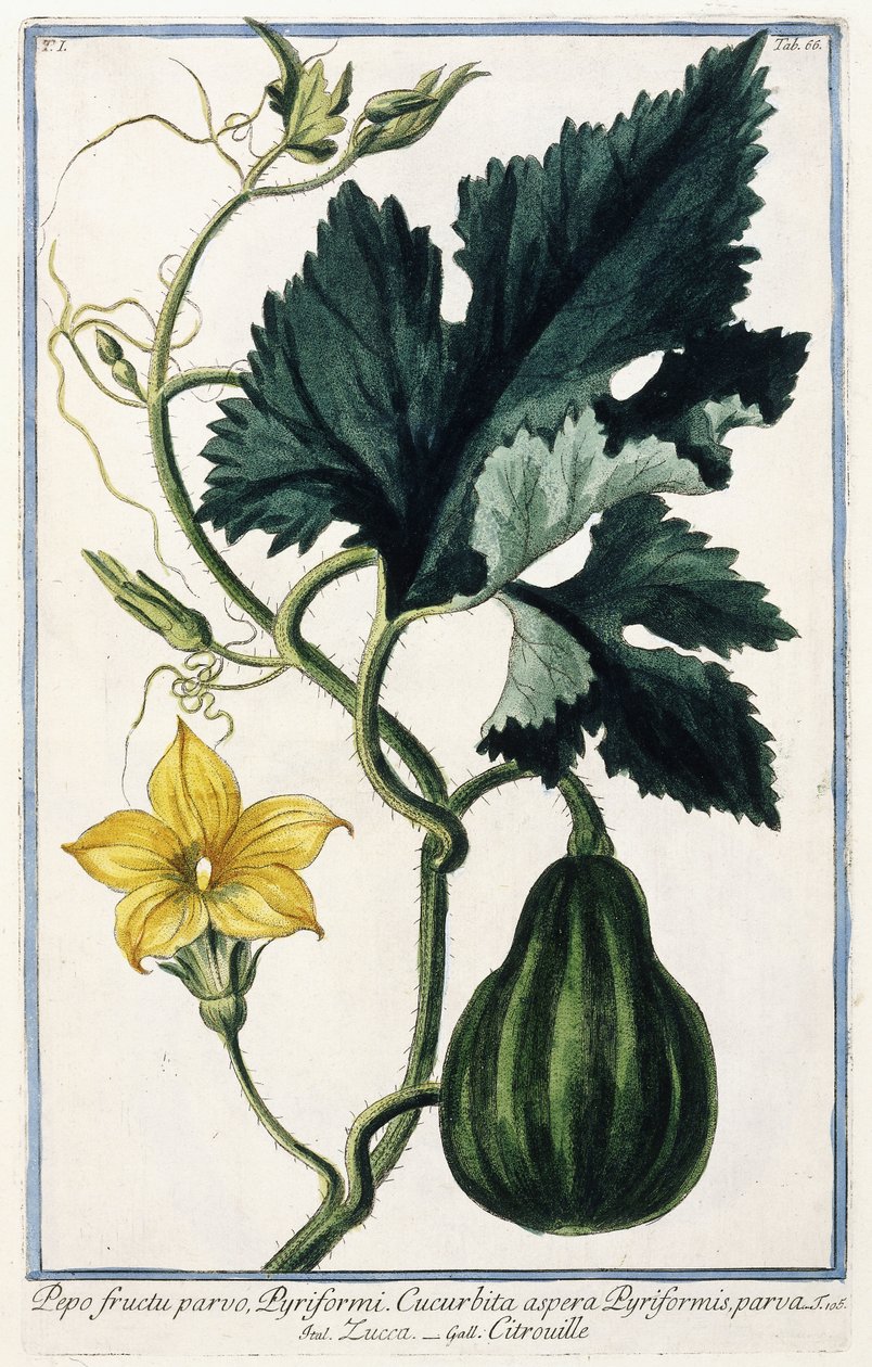Een Pompoen, 1772-1784 door Italian School