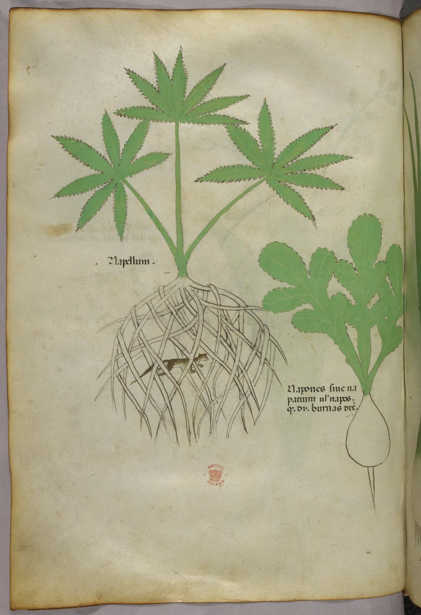 Botanische illustratie, ca. 1440 (inkt en kleur op perkament) door Italian School