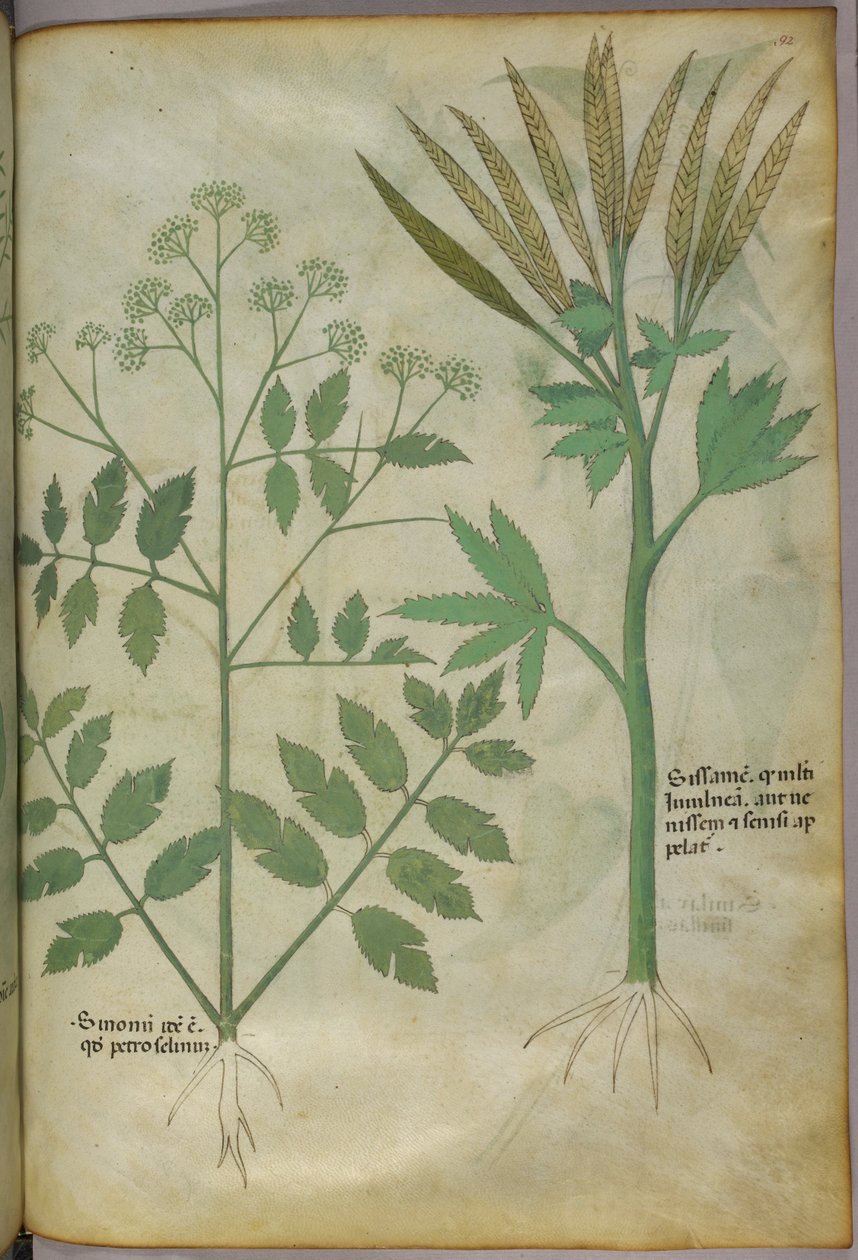 Botanische illustratie, ca. 1440 (inkt en kleur op perkament) door Italian School