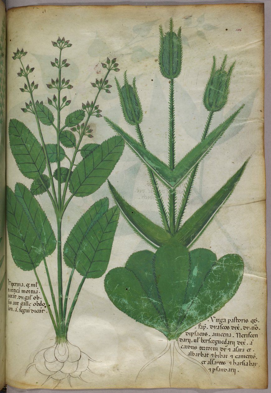 Botanische illustratie, ca. 1440 (inkt en kleur op perkament) door Italian School