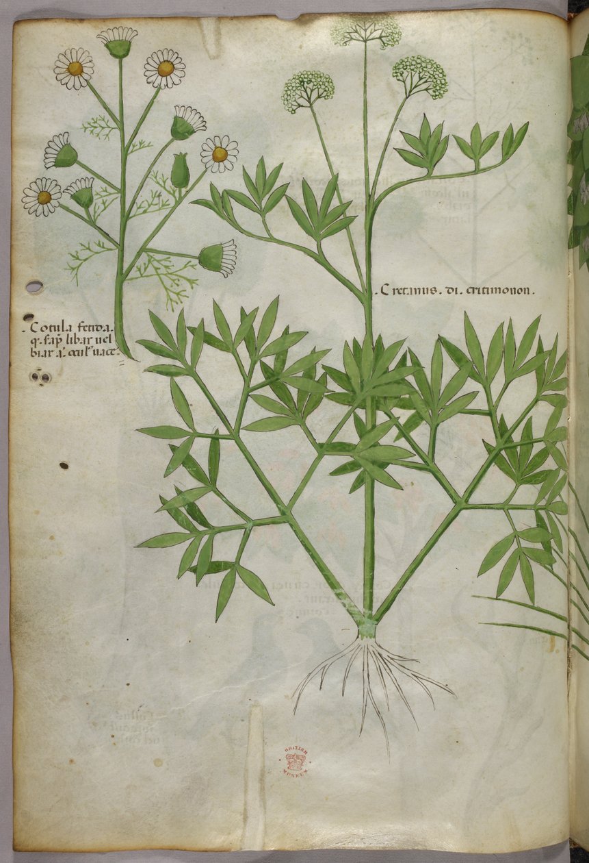 Botanische illustratie, ca. 1440 (inkt en kleur op perkament) door Italian School