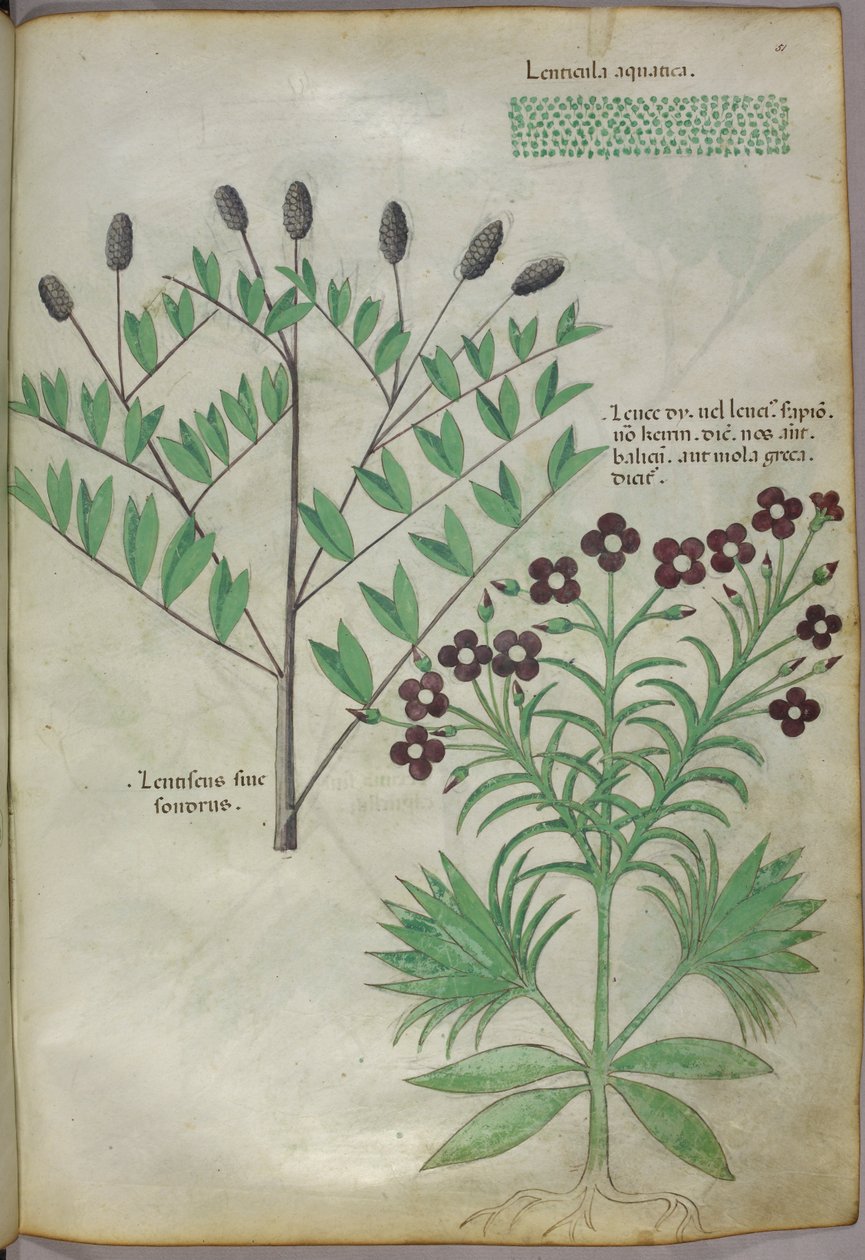 Botanische illustratie, ca. 1440 (inkt en kleur op perkament) door Italian School
