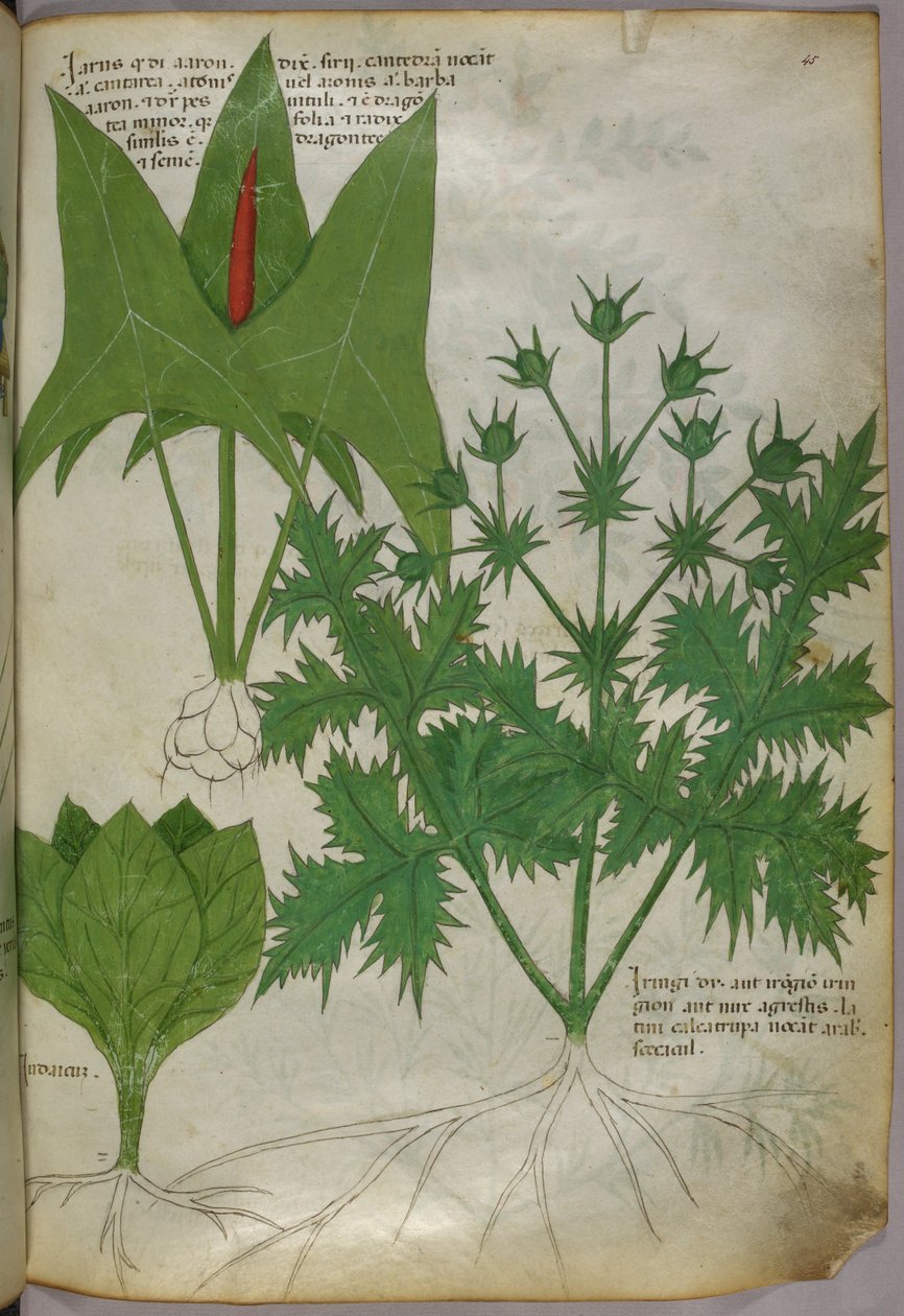 Botanische illustratie, ca. 1440 (inkt en kleur op perkament) door Italian School