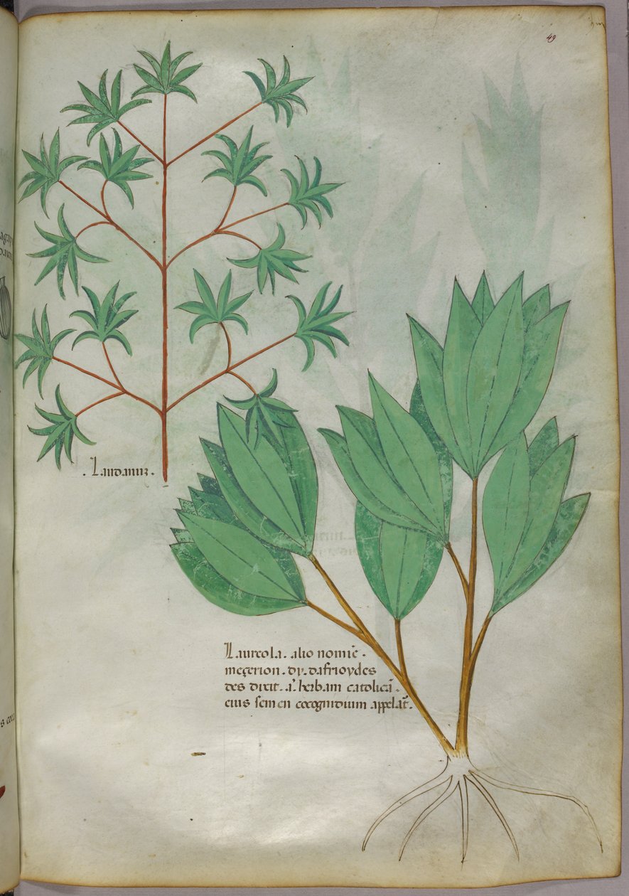Botanische illustratie, ca. 1440 (inkt en kleur op perkament) door Italian School